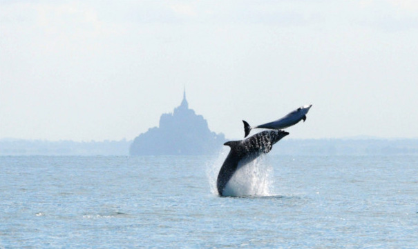 dauphin mont saint michel